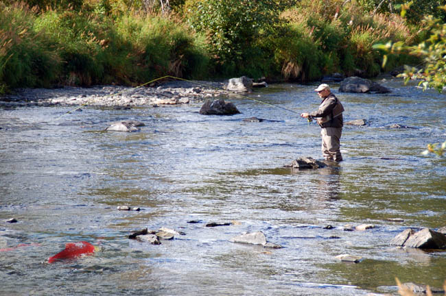 Russian River salmon