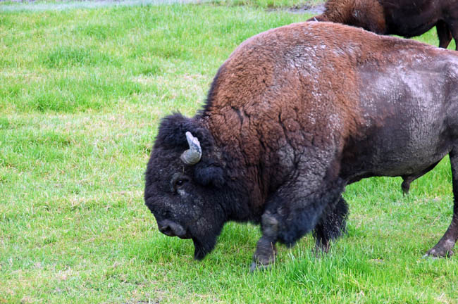 Wildlife Center bison