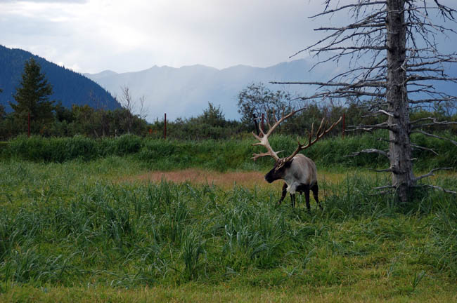 Wildlife Center caribou
