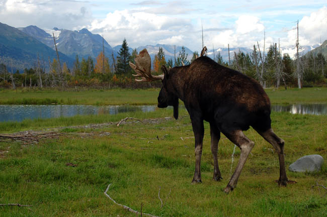 Wildlife Center moose2