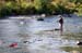 Russian River salmon
