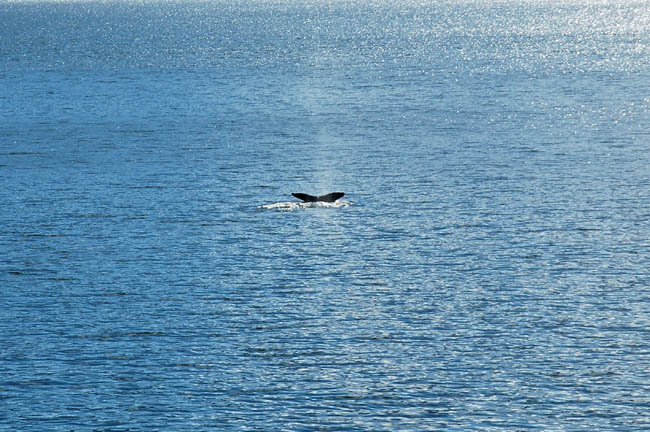 fluke