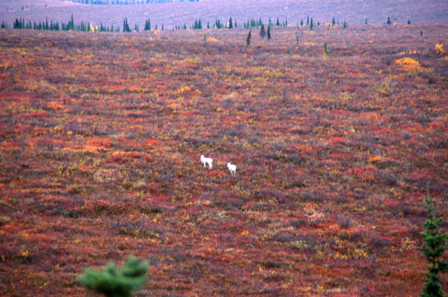 wildlife Dall sheep