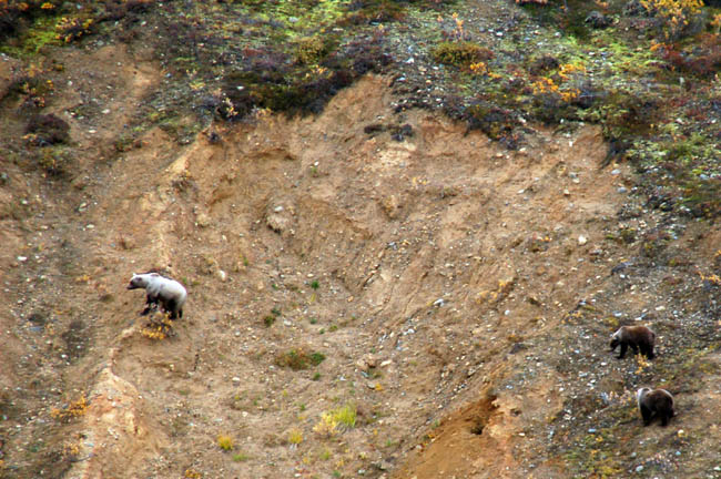 wildlife bears