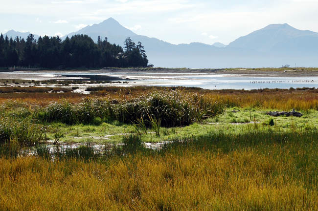 Beluga Slough2