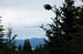 Diamond Ridge eagle