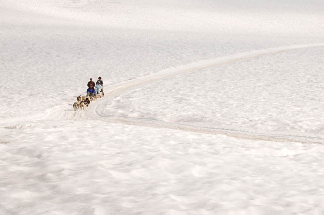 dogsled4