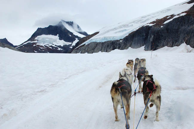 dogsled6