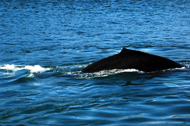 whale3