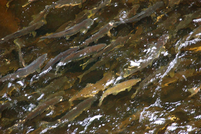 bear - salmon in stream