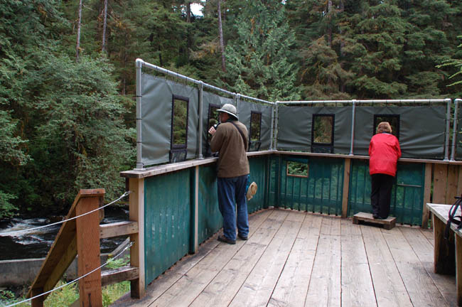 bear - viewing platform