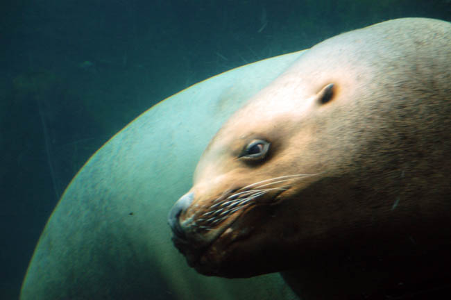 Sealife Center - sea lion1