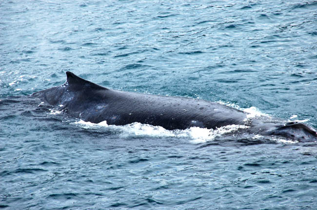 humpback2