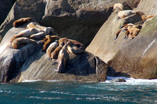 sea lions1 Steller