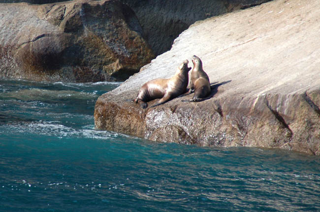 sea lions2 Steller