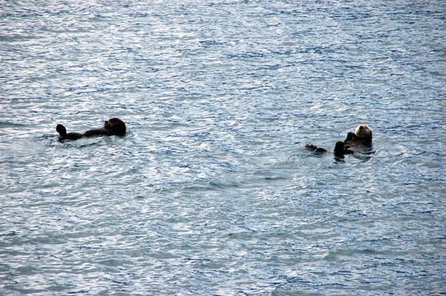 sea otters1