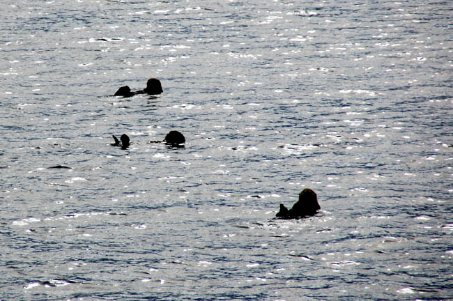 sea otters2