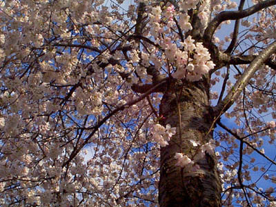 The magnificent cherry blossoms up close